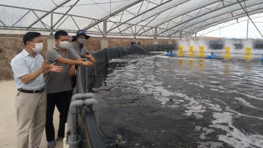 Một huyện ở Quảng Ninh nửa năm đã thu 6.200 tấn thủy sản được tỉnh đầu tư nghìn tỷ xây dựng hạ tầng vùng nuôi
