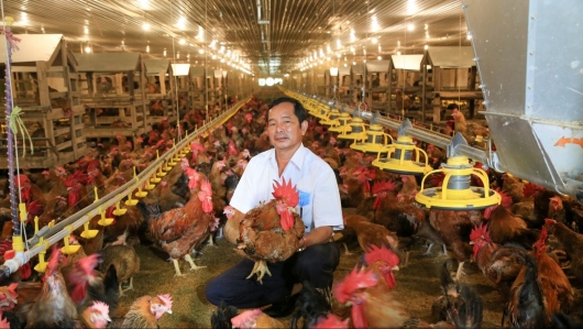 Ông thợ hồ đi nuôi gà trở thành tỷ phú, lộ bí quyết bỏ túi 800 triệu mỗi tháng