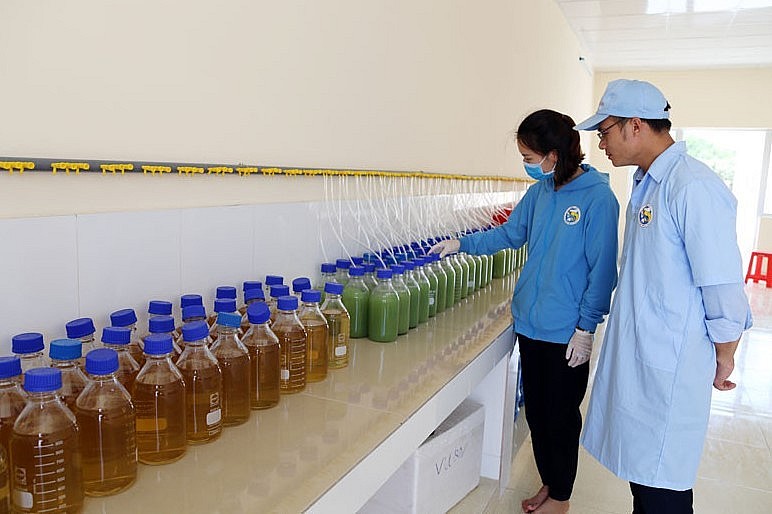 Sản xuất tôm giống chất lượng cao tại Khu phức hợp sản xuất giống và nuôi tôm công nghệ cao của Tập đoàn Việt - Úc (xã Tân Lập, huyện Đầm Hà). 