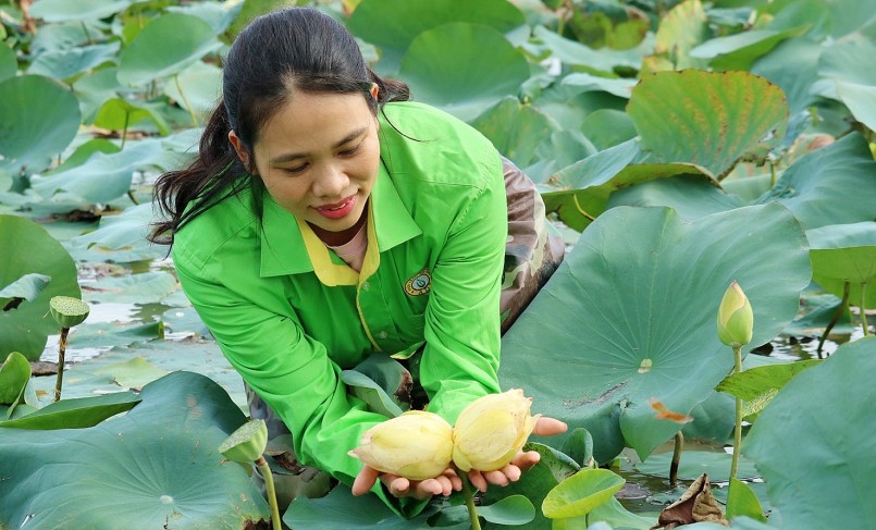 Chị Nguyễn Thị Hồng bên bông sen tịnh đế Bỉ Ngạn Vàng siêu hiếm.