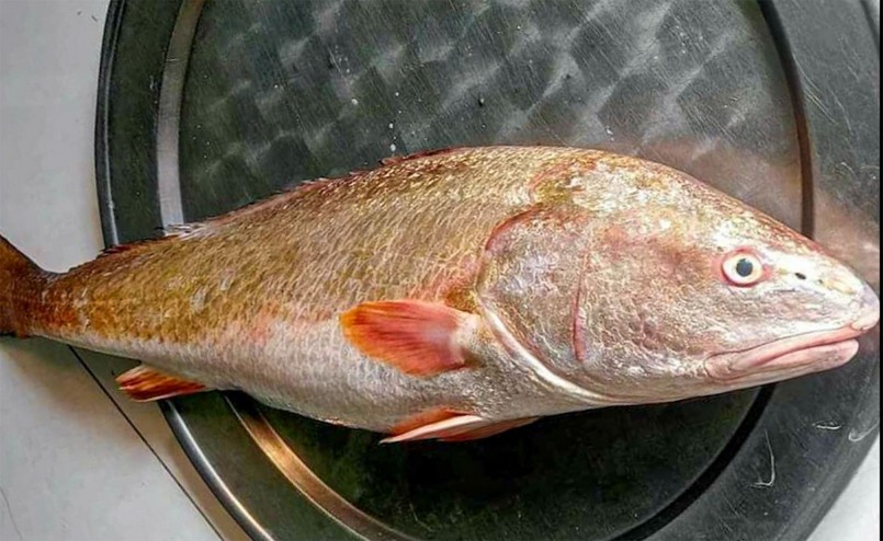 Con cá nặng hơn 3,5kg, dài khoảng 60cm do ngư dân Đà Nẵng bắt được