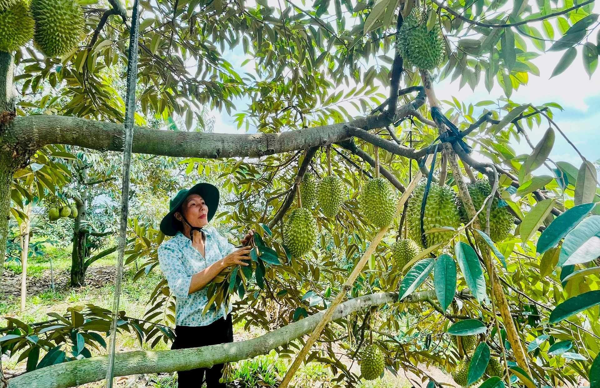 Người dân thôn La Dày, xã Đa Mi chăm sóc sầu riêng.