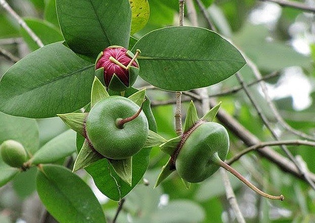 Bần là là loại cây sống trong môi trường bùn nước