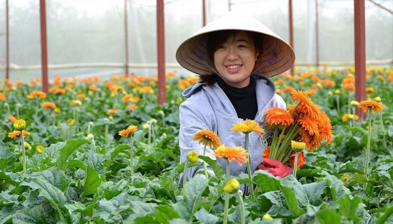  Xã Đồng Tháp có vùng trồng hoa đồng tiền lớn nhất thủ đô Hà Nội, người dân có thu nhập cao nhờ chuyển đổi sang trồng hoa.