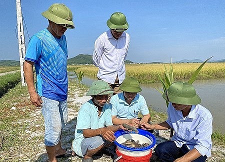 Nhờ sản xuất theo hướng hữu cơ cả lúa và cá đều phát triển tốt, trọng lượng đạt 3-4con/kg.