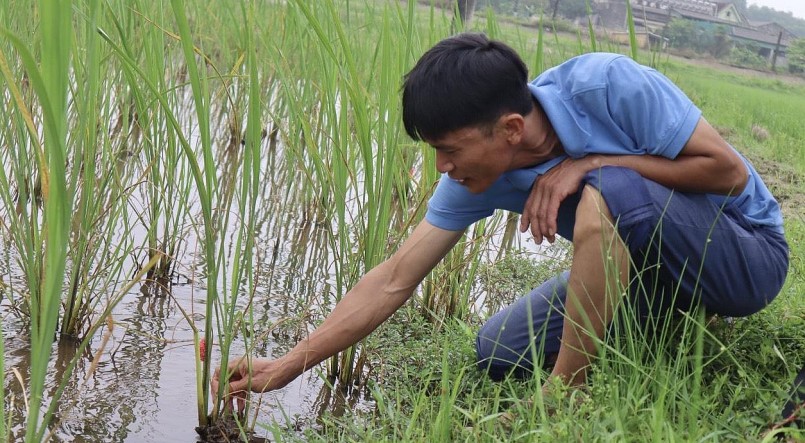 Anh Hoàng Minh Luyến là người tiên phong thực hiện mô hình nuôi lúa - cá - kết hợp trồng cây niễng tại thôn Phú Minh (xã Kỳ Phú).