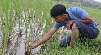 Anh nông dân thầu ruộng trũng trồng lúa đặc sản và nuôi cá mới vụ đầu đã lãi vài trăm triệu