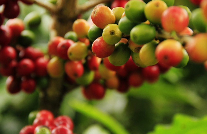 Giá nông sản hôm nay (14/8), giá cà phê đà giảm chi phối, trên thị trường thế giới biến động trái chiều.