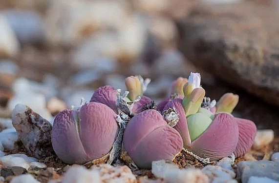 Loài thực vật có hình dáng kỳ lạ này đứng trước nguy cơ tuyệt chủng vì bị khai thác quá mức.