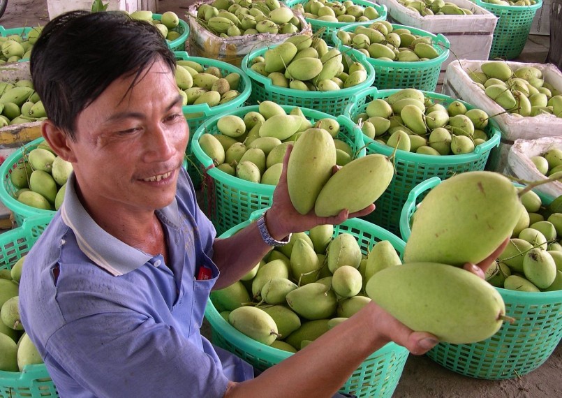 Để nâng cao chất lượng trái cây xuất khẩu cần có những chế tài xử phạt rõ ràng.