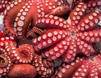 Xuất khẩu mực, bạch tuộc giảm 16%