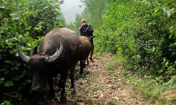 Người dân xã Quảng Kim (huyện Quảng Trạch, tỉnh Quảng Bình) lùa đàn trâu đi “gửi” trên dãy núi Hoành Sơn.