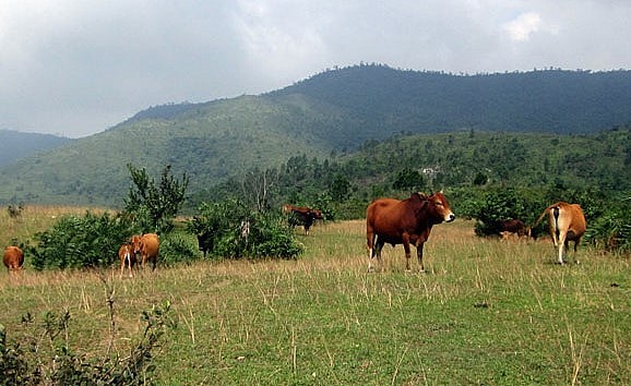 Trâu, bò của người dân xã Quảng Kim (huyện Quảng Trạch, tỉnh Quảng Bình) “gửi” lên rừng quanh năm trên dãy Hoành Sơn.