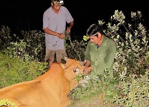 Nhóm thợ bẫy đang xử lý con bò đã bị “rừng hóa” ở dãy núi Hoành Sơn, trên địa phận xã Quảng Kim.