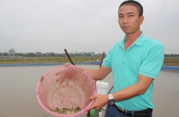Nuôi thành công chạch đồng còn làm ra món chạch kho tiêu nức tiếng của giám đốc nông dân Nam Định