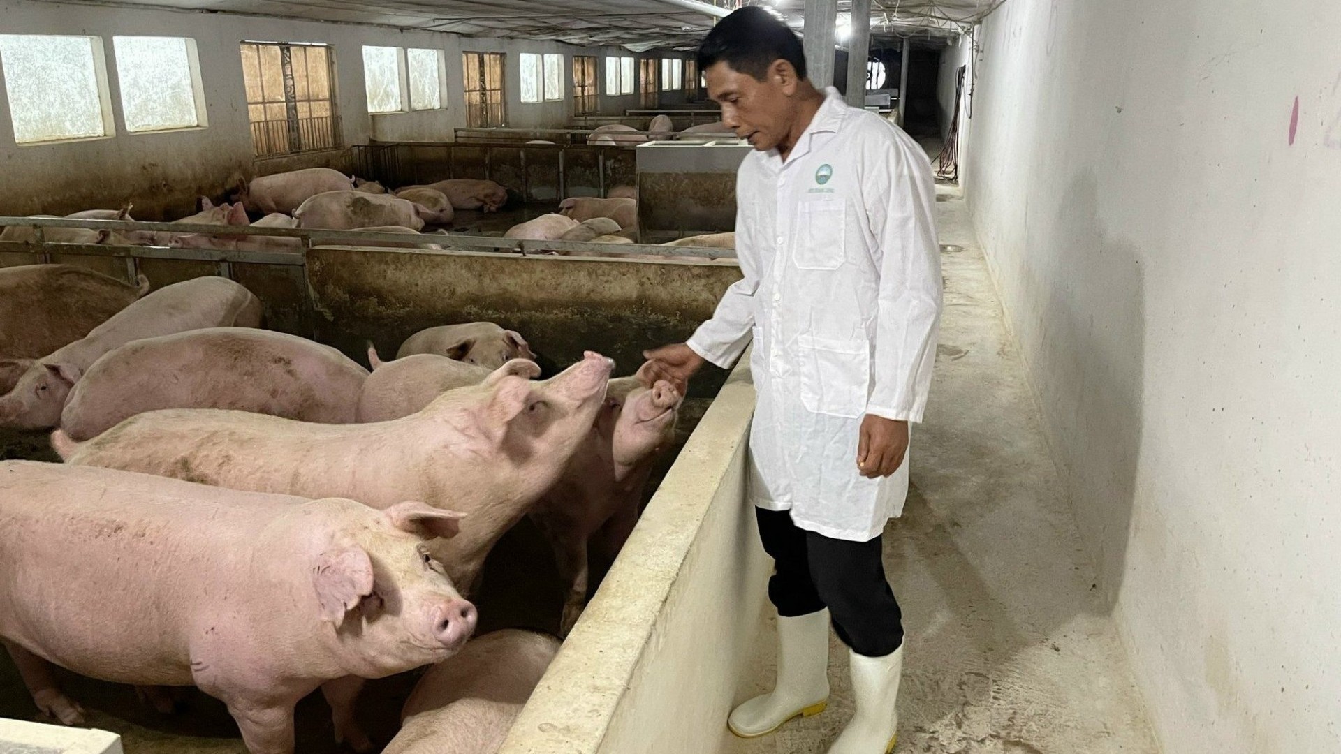 Bí quyết giảm chi phí thức ăn cho đàn lợn vẫn tạo sản phẩm thịt thơm ngon, giảm mùi hôi chuồng trại