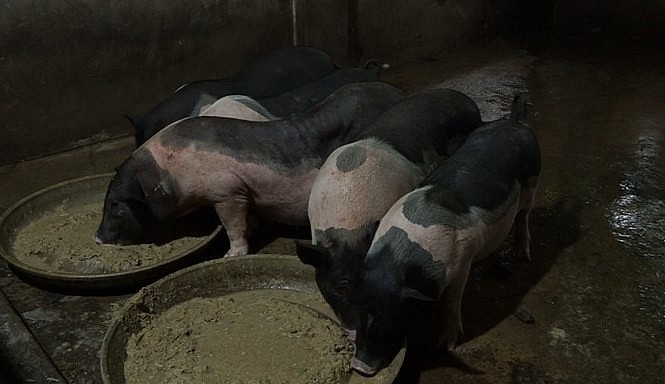 Một số hộ chăn nuôi lợn đã áp dụng phương pháp ngâm ngũ cốc lên men lỏng tự nhiên làm thức ăn.