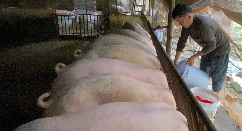 Sử dụng thức ăn lên men lỏng cho đàn lợn vừa giảm chi phí chăn nuôi, mà vật nuôi lại hấp thu thức ăn hiệu quả.