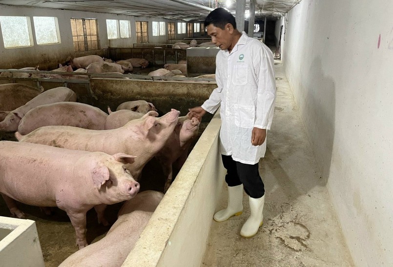 Nuôi lợn bằng thức ăn lên men lỏng giúp người chăn nuôi giảm chi phí tăng lợi nhuận.