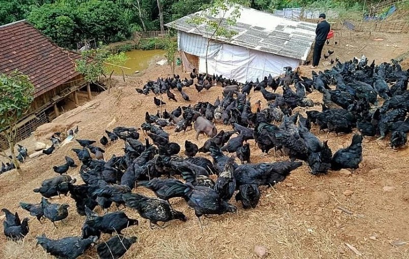 Gà đen H'Mông nuôi theo phương pháp an toàn sinh học với quy mô lớn ở Thuận Châu (Sơn La).