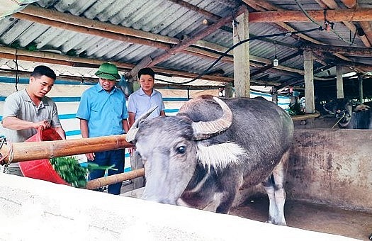 Chăn nuôi trâu theo hướng bán công nghiệp được nhiều hộ dân Lục Yên phát triển.