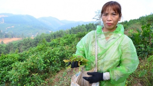 Rau rừng giúp chị nông dân Hoà Bình đổi đời