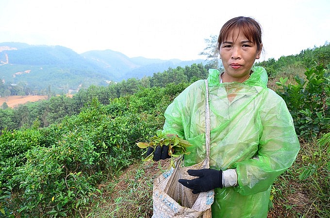 Chị Bùi Thị Xuyến đưa cây rau mít rừng về trồng ở vườn nhà