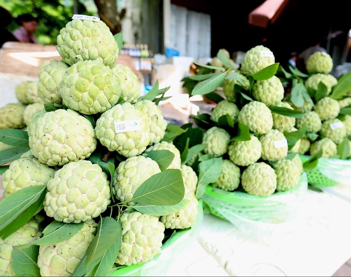 Xúc tiến thương mại, nâng cao giá trị và đảm bảo đầu ra cho sản phẩm na Chi Lăng