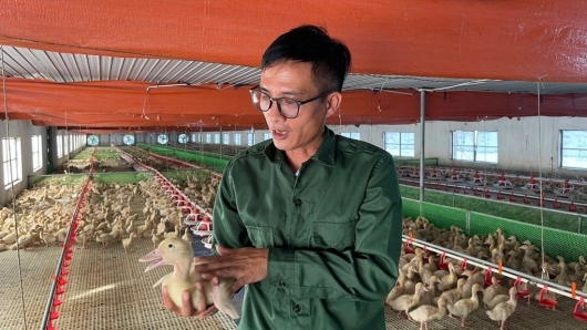 Kỹ sư điện trở thành 'ông trùm" nuôi vịt ở Quảng Bình, bí quyết là cho nằm phòng lạnh nghe nhạc