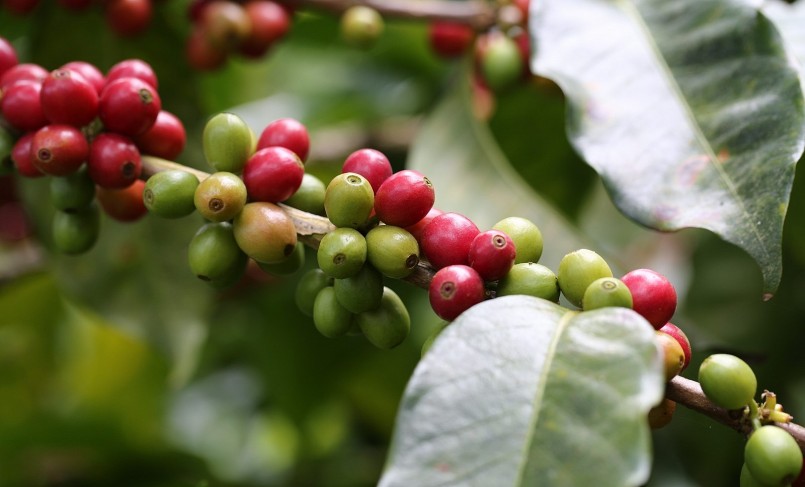 Giá nông sản hôm nay (15/8), giá cà phê hôm nay bất ngờ lao dốc.Trong đó, giá cà phê arabica giảm 4,25% còn 151,1 USD/tấn. Giá cà phê trong nước giảm sốc tới 1.600 đồng/kg so với hôm qua,