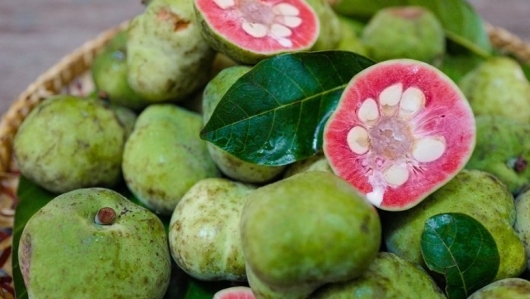 Nhãn cổ quả nhỏ giá chỉ từ 4.000 đồng/kg, quả chay đắt ngang trái cây nhập khẩu