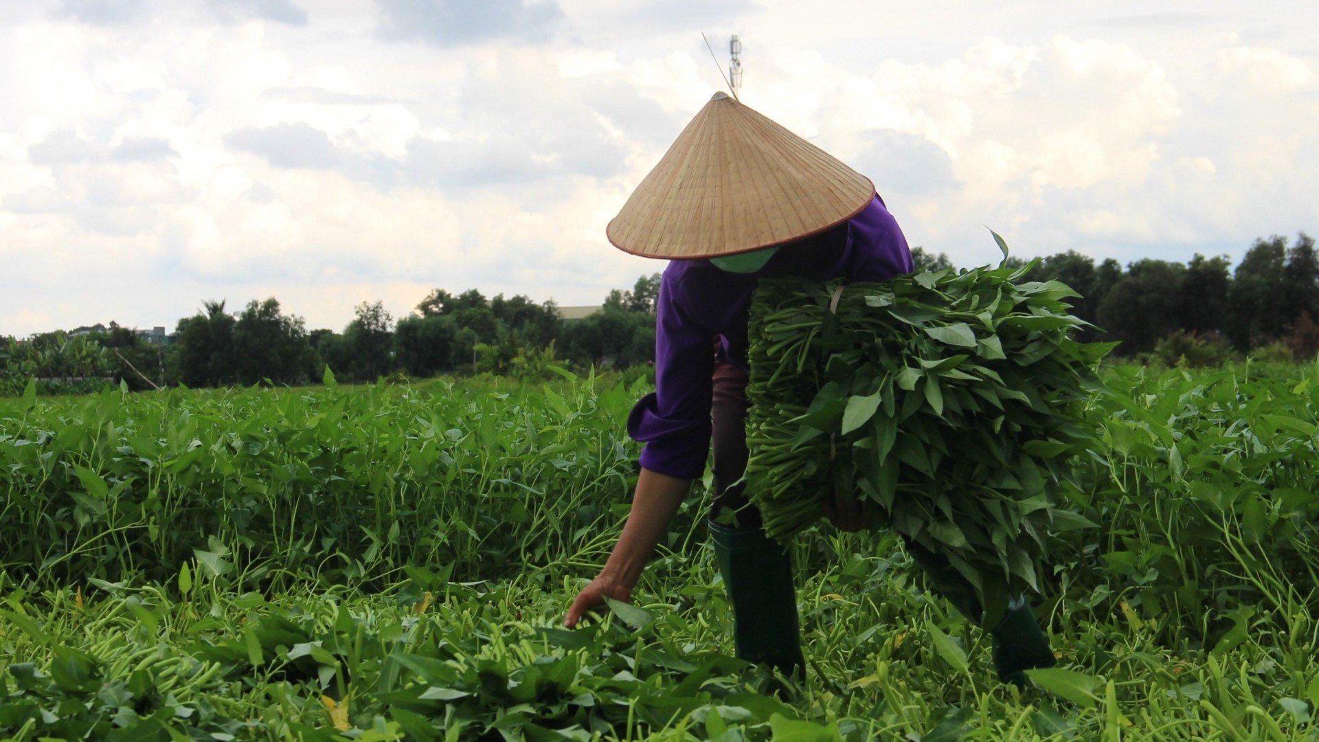 Cây rau quen thuộc có khi mọc hoang ngoài đồng, nhưng ở một xã có vùng chuyên canh thu nhập vượt trội