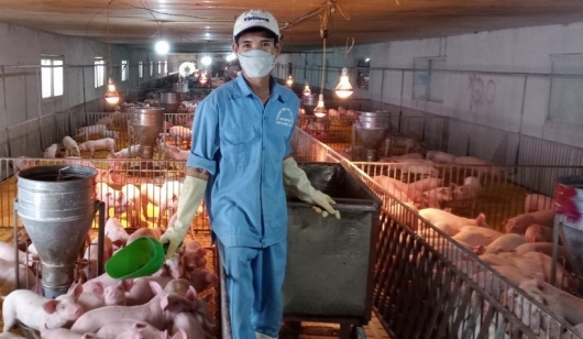 Một hợp tác xã nuôi lợn thu hơn 60 tỷ mỗi năm, bí quyết biến phân lợn thành tiền