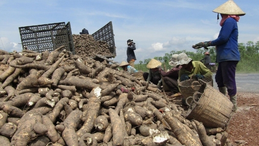 Trung Quốc vẫn là thị trường xuất khẩu sắn lớn nhất của Việt Nam