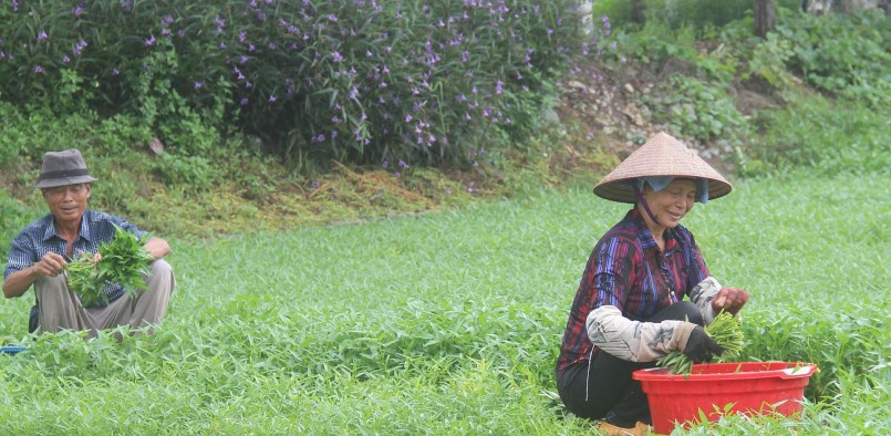Diện tích trồng rau muống ở xã Quỳnh Hội (Quỳnh Phụ) khoảng 15ha, trong đó tập trung chủ yếu ở thôn Lương Mỹ.