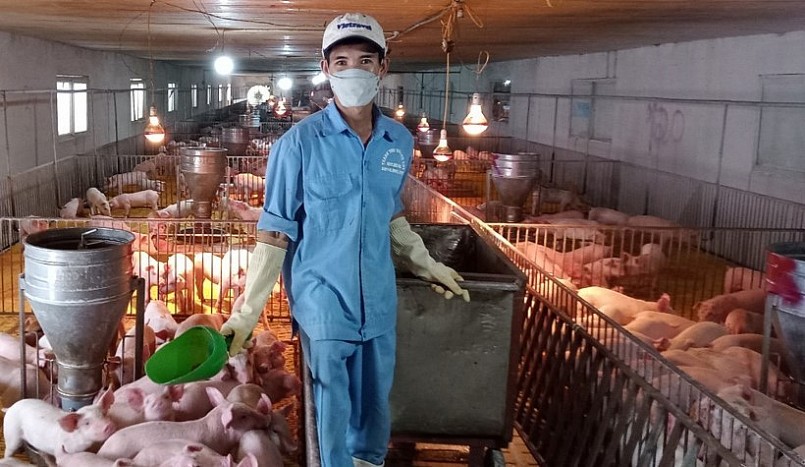 Nuôi lợn kết hợp sử dụng phân nuôi giun quế đem lại hiệu quả kinh tế cao tại HTX