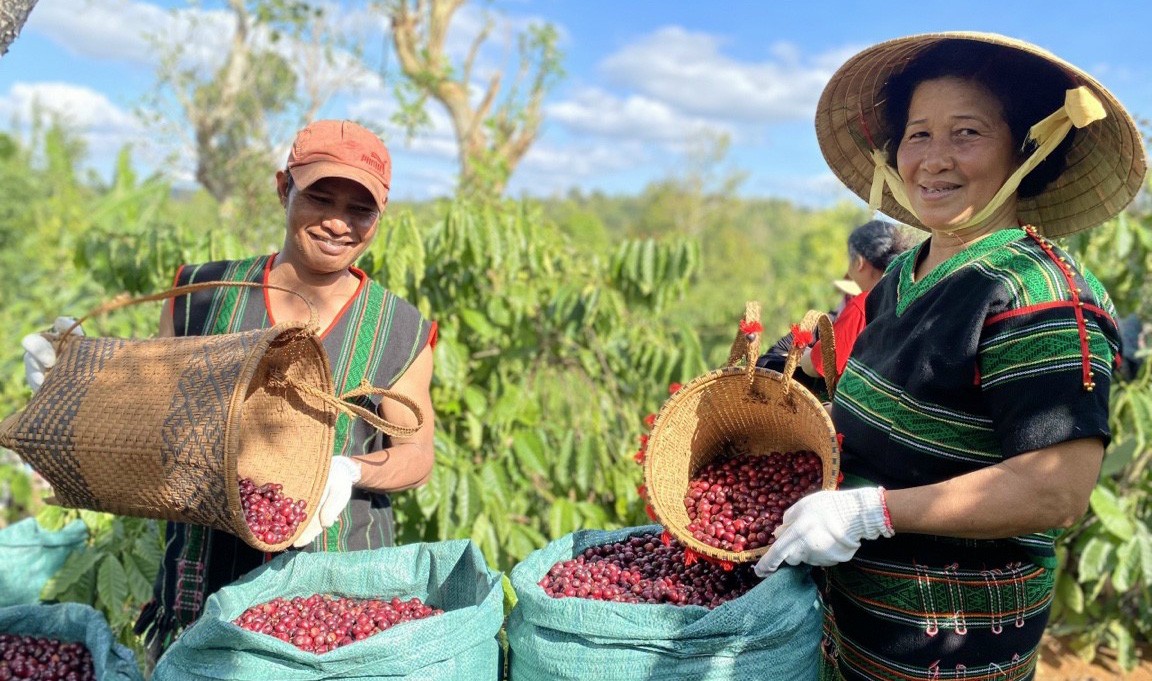 Cà phê Đắk Đam đồng hành cùng đồng bào dân tộc thiểu số phát triển kinh tế