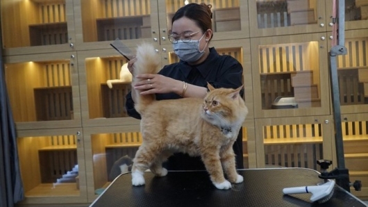 Bác sỹ Thú y bỗng phất lên nhờ xây "khách sạn" phục vụ chó mèo