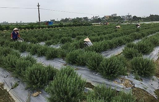 Cây hương thảo đem lại thu nhập 1 đến 1,2 tỷ đồng và tạo việc làm thường xuyên cho lao động địa phương với thu nhập 6 triệu đồng/người/tháng.