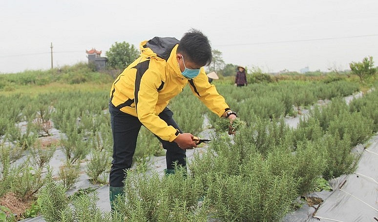 Hương thảo là cây trồng tương đối mới ở Thái Bình và hiện đang đem lại hiệu quả kinh tế cao.