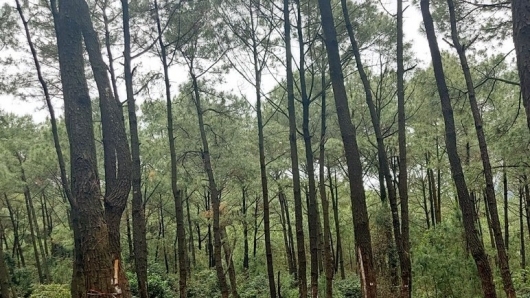 Sâu róm xuất hiện dày đặc tàn phá 2.000 ha rừng thông ở Hà Tĩnh gây thiệt hại nghiêm trọng
