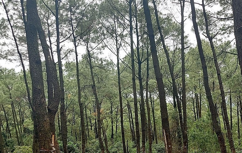 Sâu róm xuất hiện dày đặc tàn phá 2.000 ha rừng thông ở Hà Tĩnh.