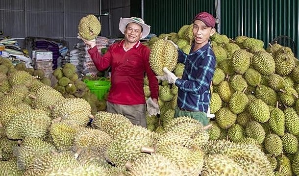 Các doanh nghiệp thu mua sầu riêng tại tỉnh Đắk Lắk được tạo điều kiện thuận lợi.