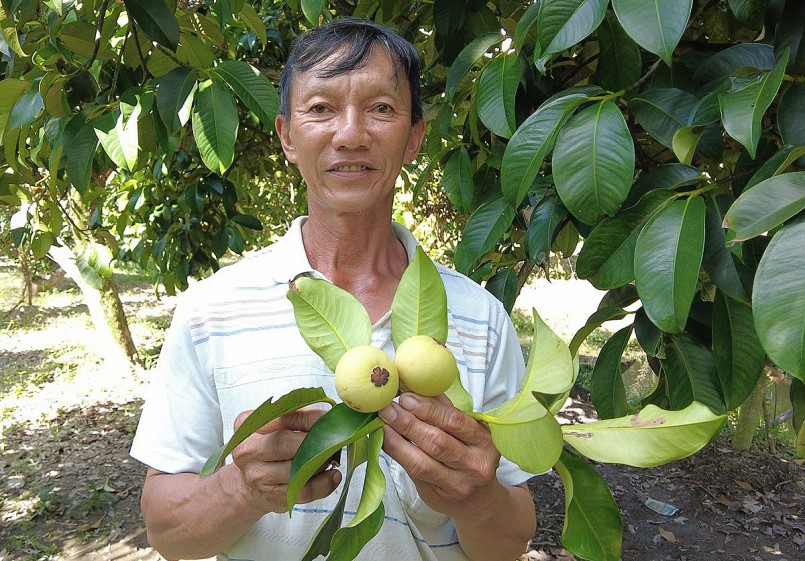 Ông Nguyễn Việt Bằng luôn tìm hiểu giống cây mới để gia tăng thu nhập.