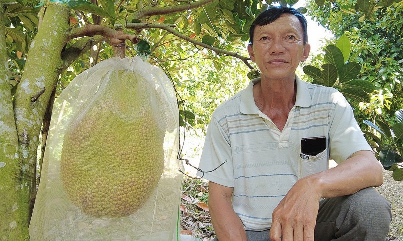 Mát tay trồng các loại cây ăn trái thu lợi nhuận 1 tỷ mỗi năm nhưng ông Nguyễn Việt Bằng vẫn thích nhất giống mít ruột đỏ.