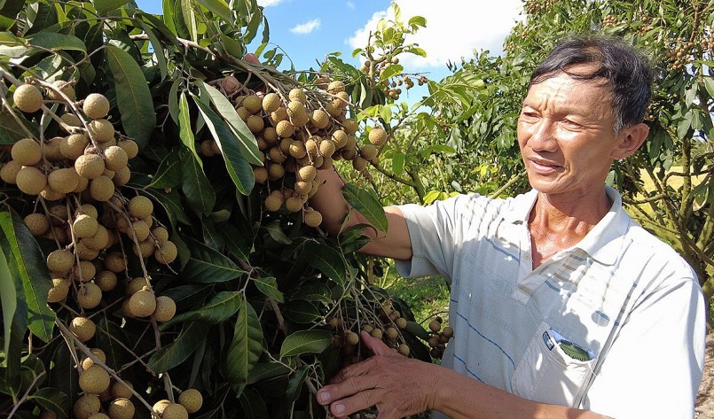 Trong vườn ông Bằng còn trồng nhãn Ido, nhãn Hưng Yên cũng cho hiệu quả cao. 