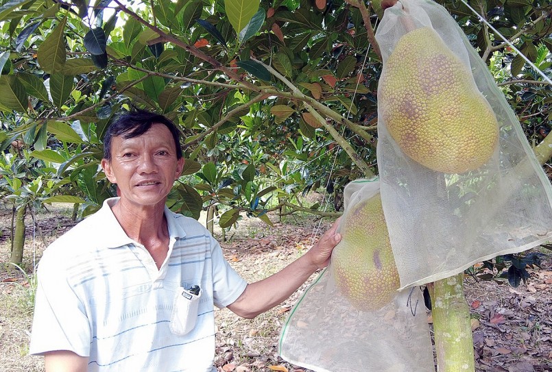 Theo ông Bằng, trồng mít ruột đỏ nhẹ công chăm sóc nhưng cho thu nhập cao. 