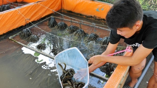 Kỹ sư tin học xuất ngoại giờ hồi hương "đỡ đẻ" cho lươn, mỗi năm bán cả triệu con giống