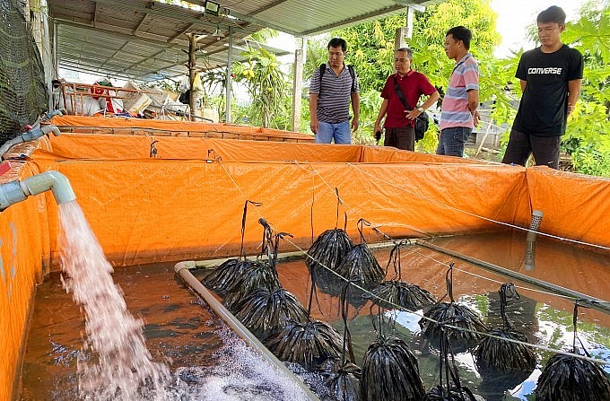 Nhiều người tới tìm hiểu về quy trình nuôi lươn sinh sản của anh Lộc.