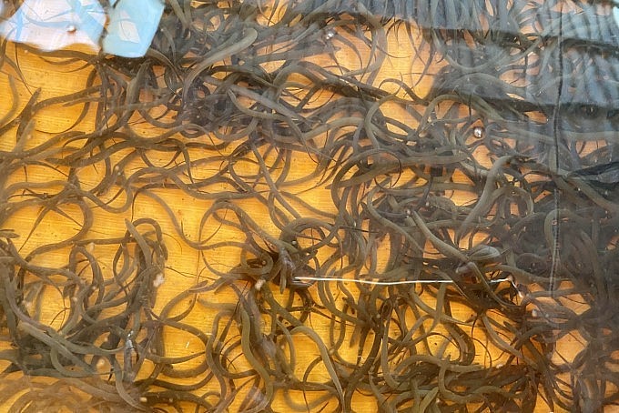 Anh Lộc đã chuyển hướng sang nuôi lươn sinh sản để cung cấp con giống ra thị trường.